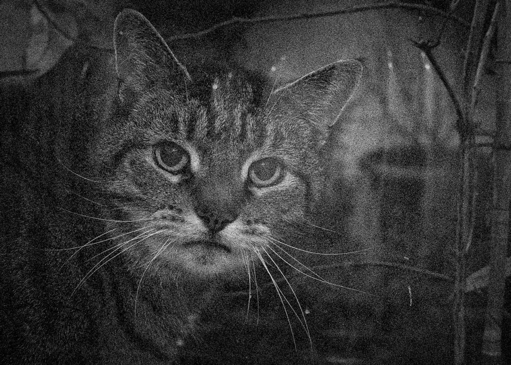 Black and white close-up portrait of a tabby cat with striking light-colored eyes looking directly at the camera, showing detailed whiskers and facial markings.
